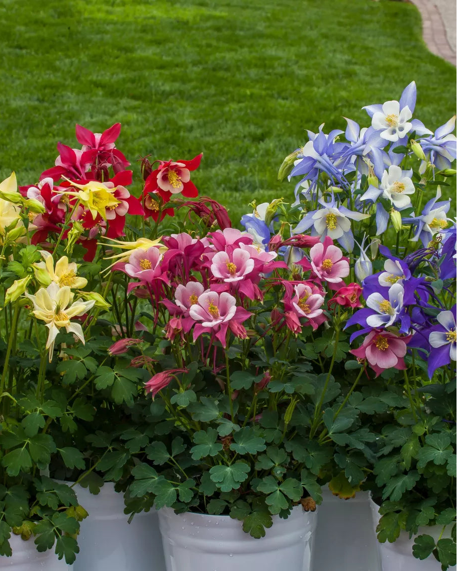 Aquilegia Kirigami Mix (8 plugs)
