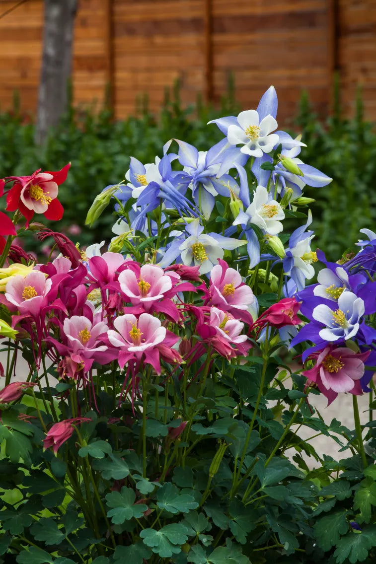 Aquilegia Kirigami Mix (8 plugs)
