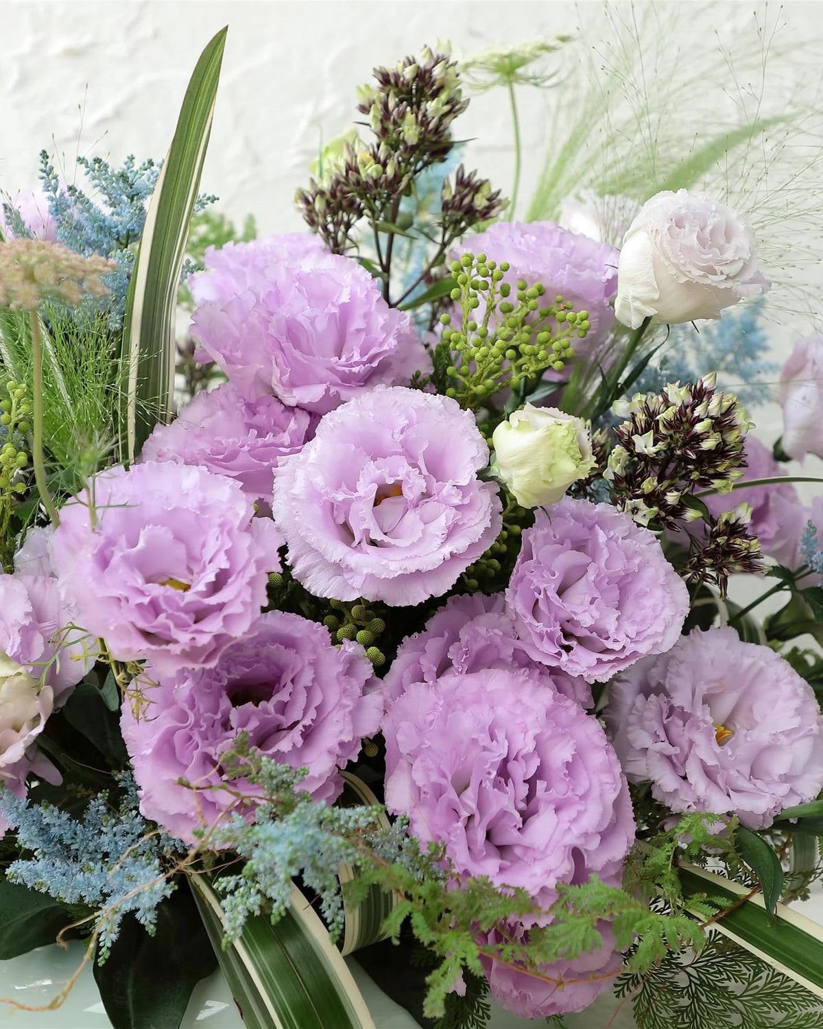 Lisianthus Voyage 2 (8 plugs)