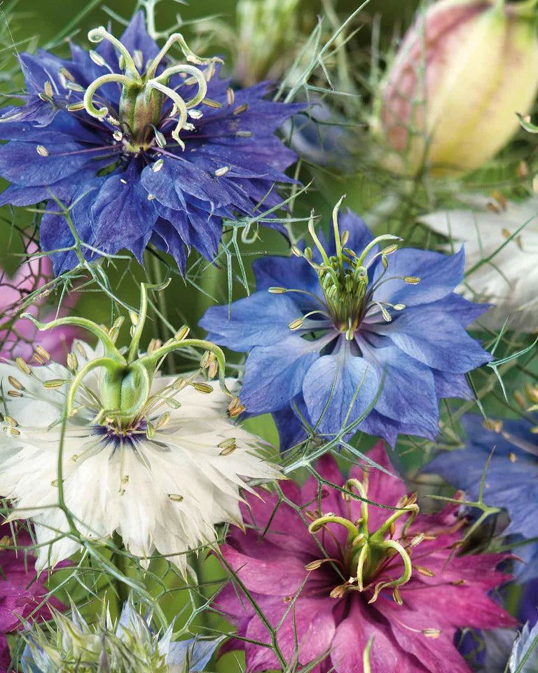 Nigella Miss Jekyll Mix (8 plugs)
