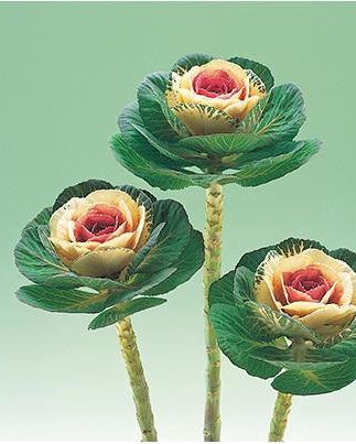 Ornamental Kale Crane Bicolor (8 plugs)