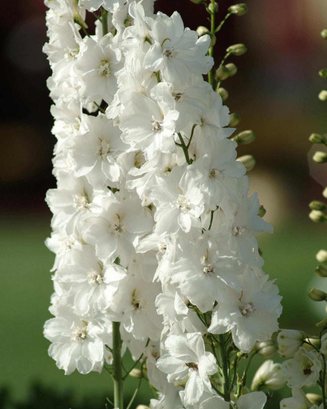 Delphinium Guardian (8 plugs)