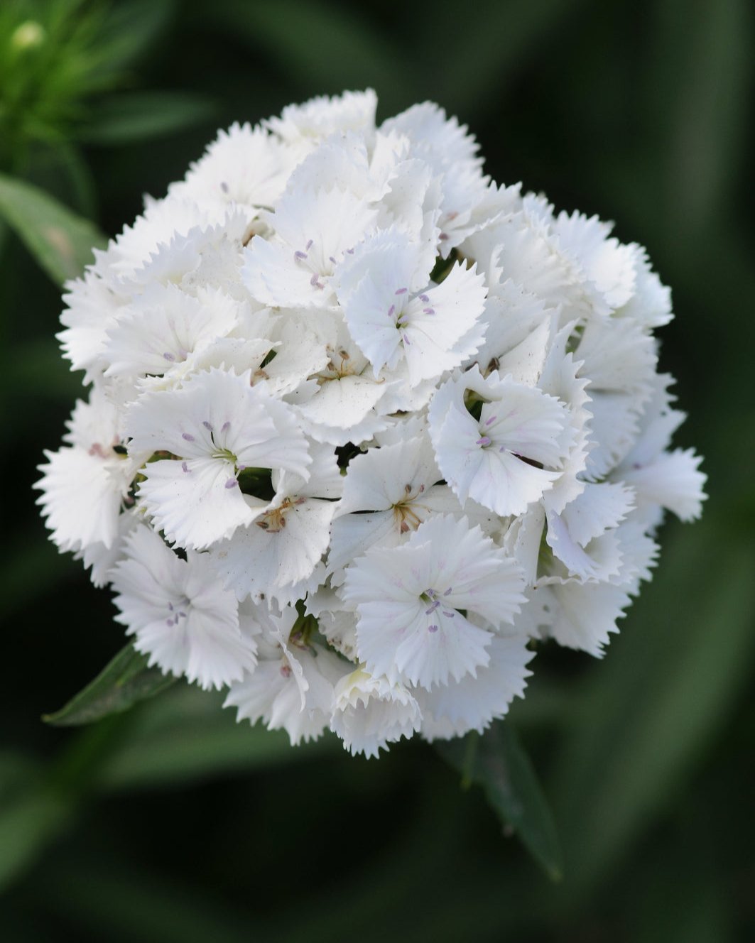 Dianthus Sweet White (8 plugs)