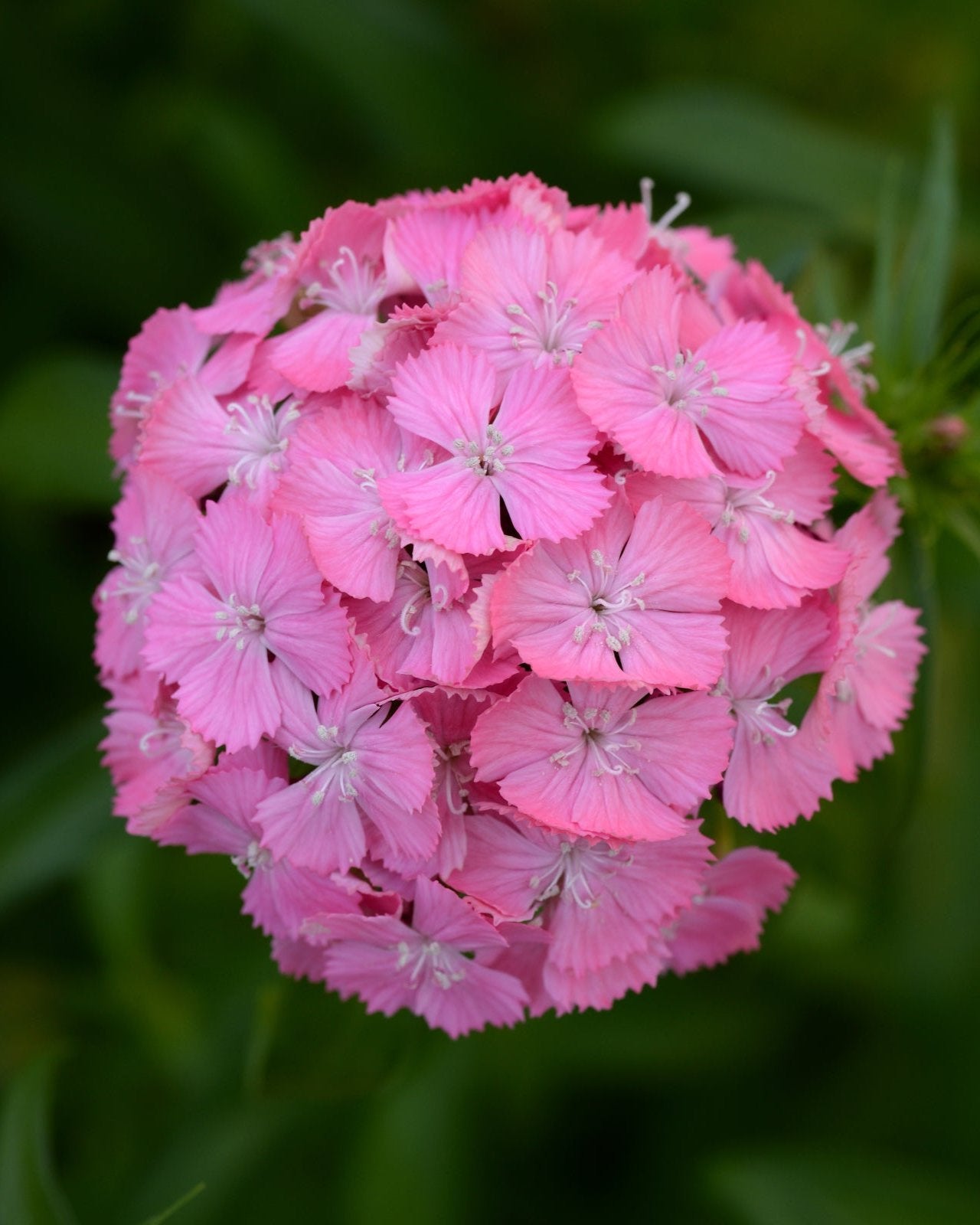 Dianthus Sweet Deep Pink Maxine (8 plugs)