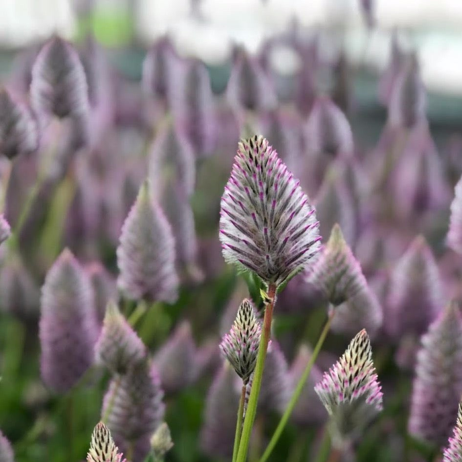 Ptilotus Matilda (8 plugs)