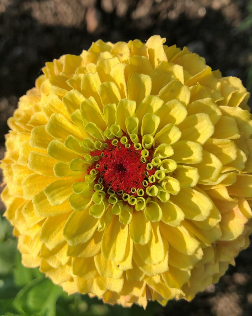Zinnia Queeny (8 plugs)