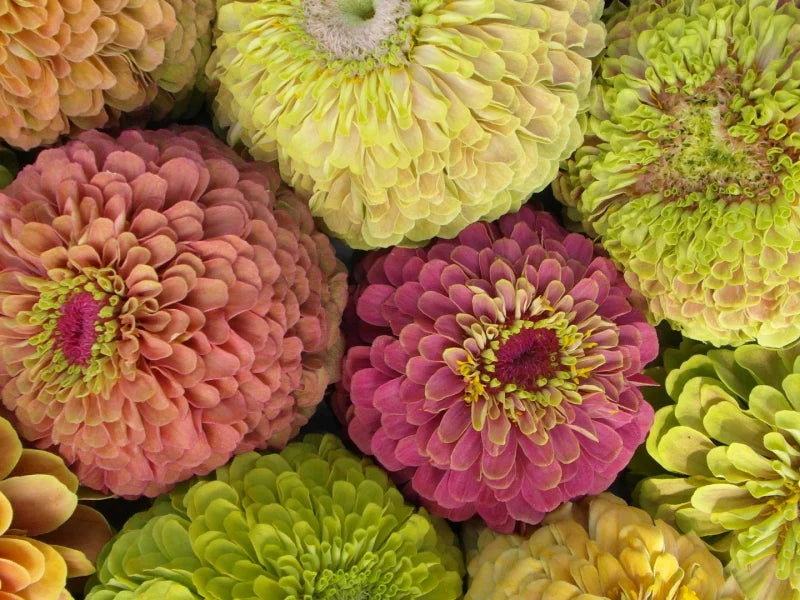 Zinnia Growing Guide