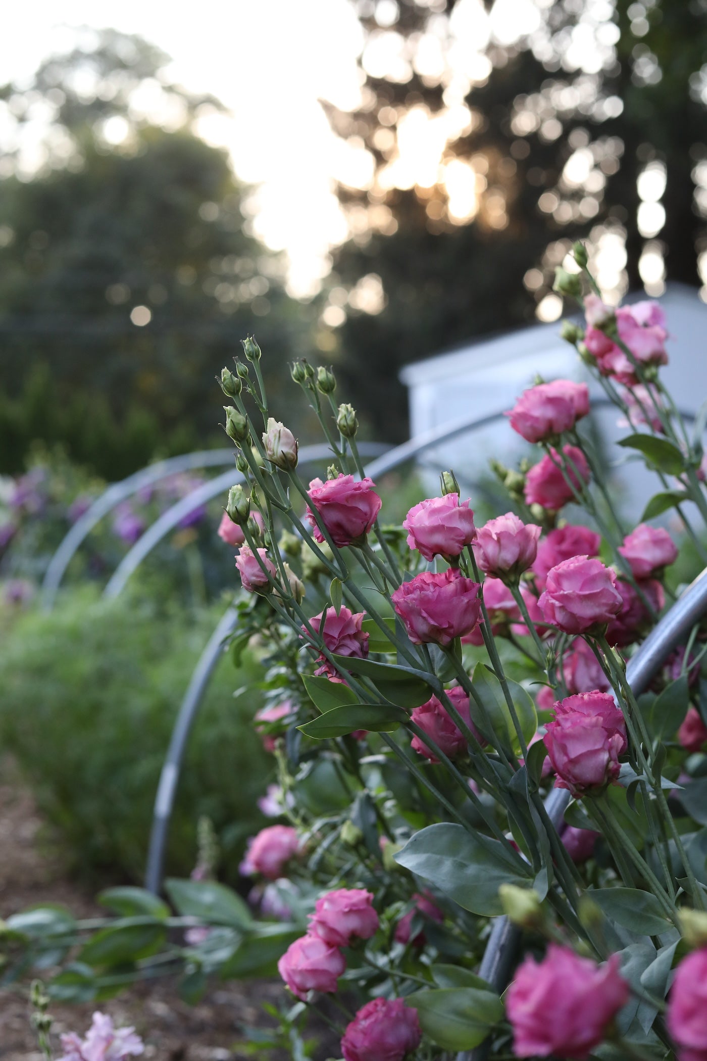 How Gardening Helps Preserve Cognitive Function