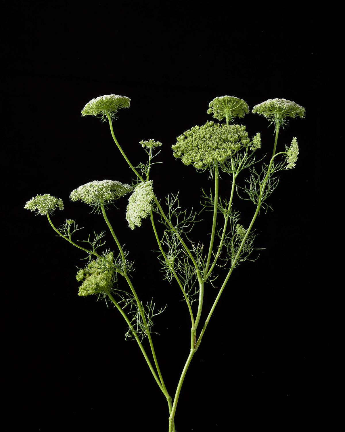 Ammi Growing Guide