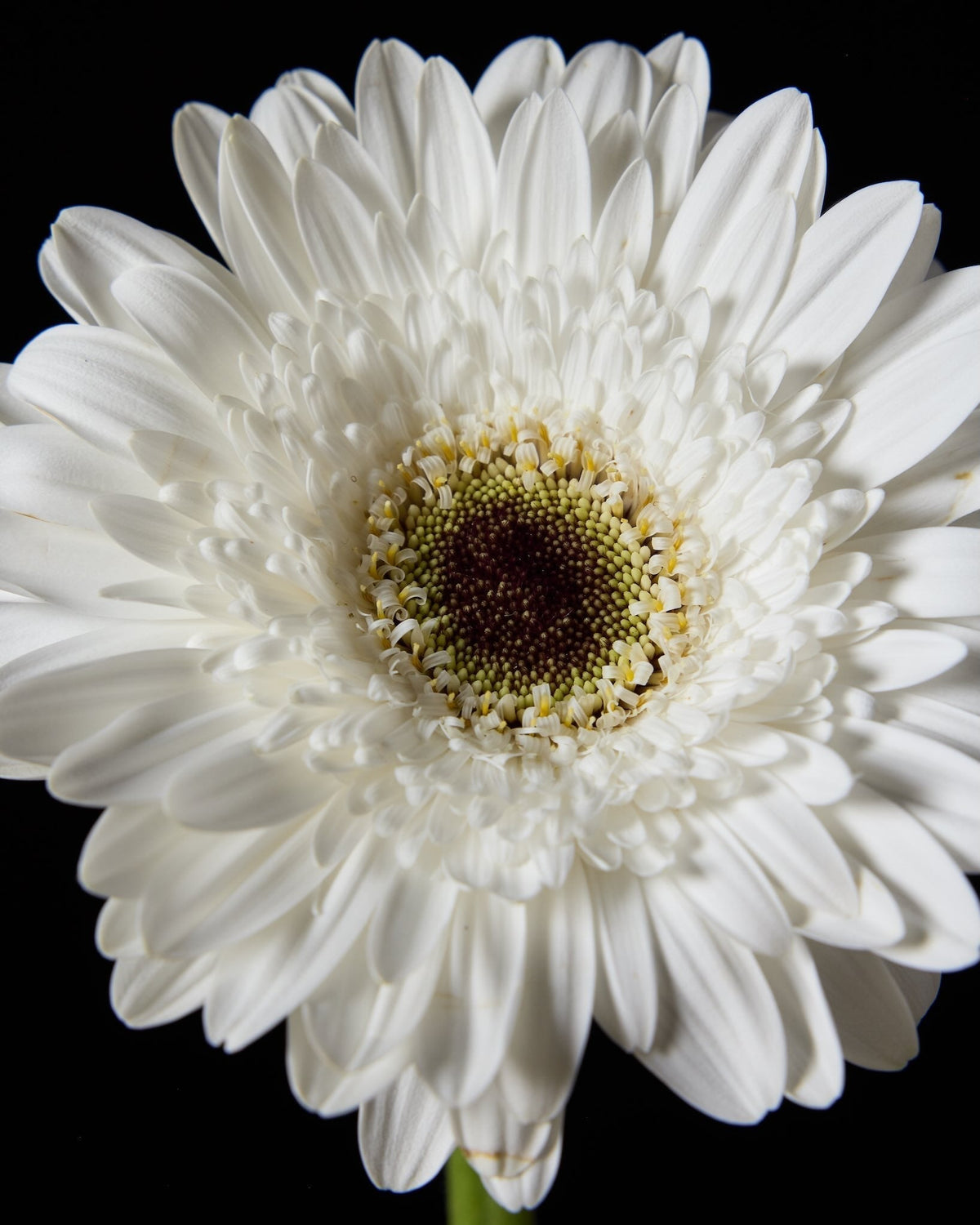 Gerbera Growing Guide