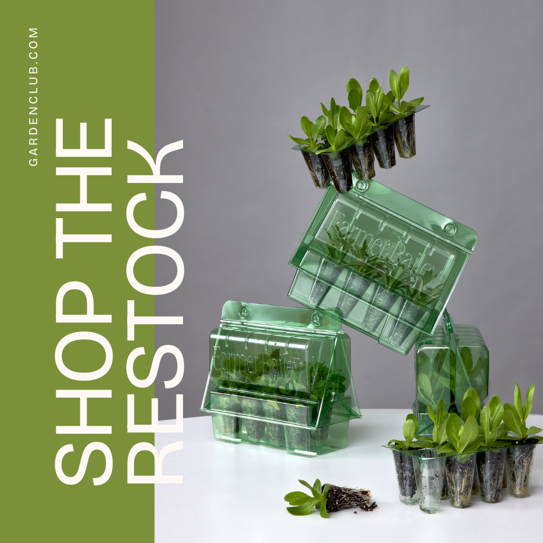 How to Shop the Restock