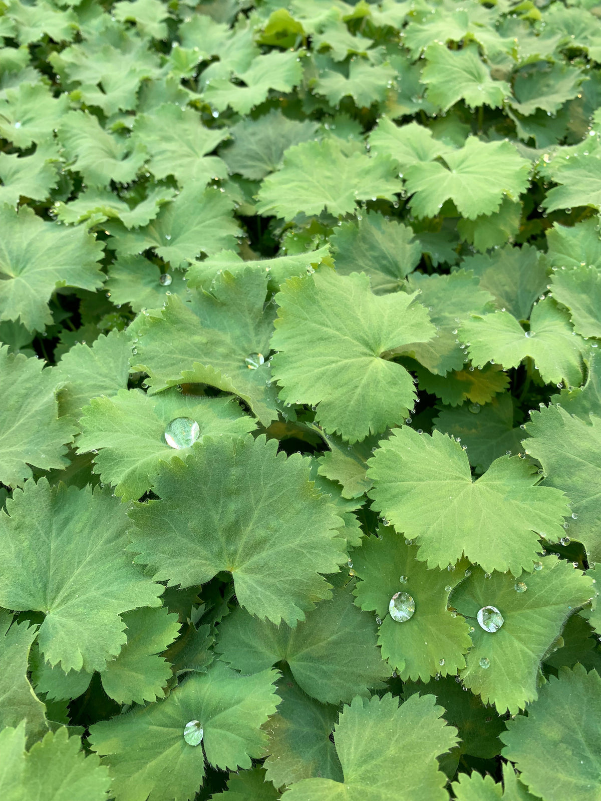 Alchemilla Growing Guide