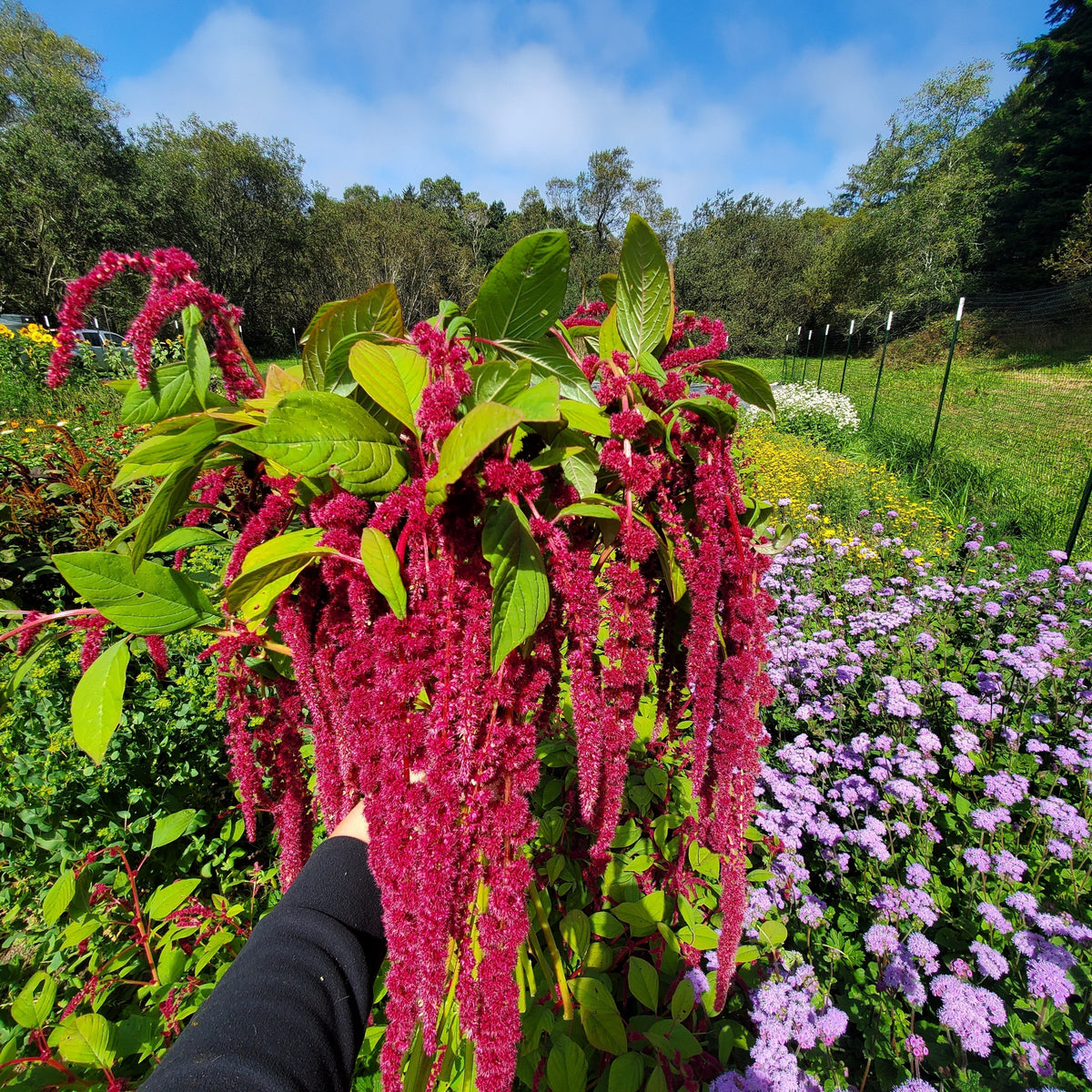 Amaranthus Growing Guide