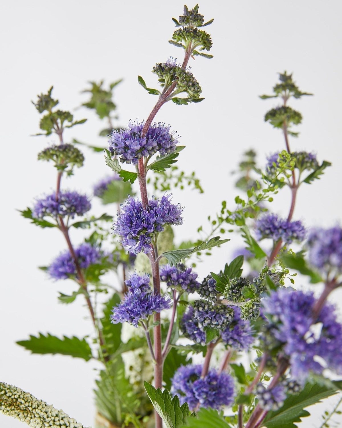 Caryopteris Growing Guide