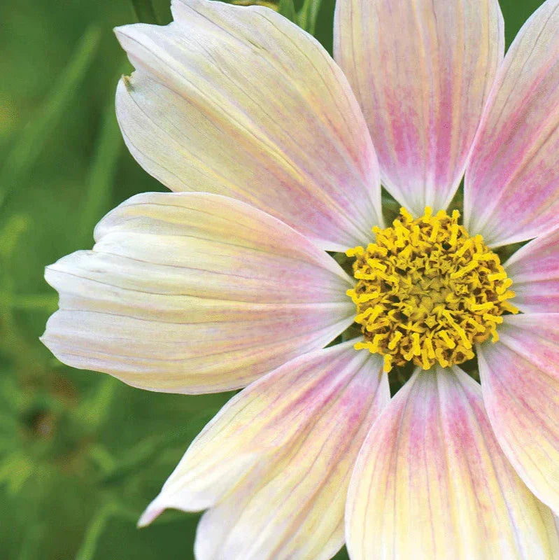 Cosmos Growing Guide