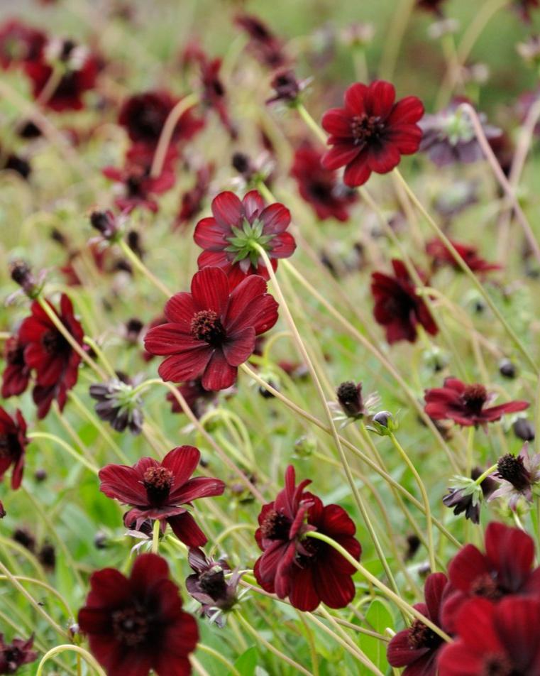 Chocolate Cosmos Growing Guide
