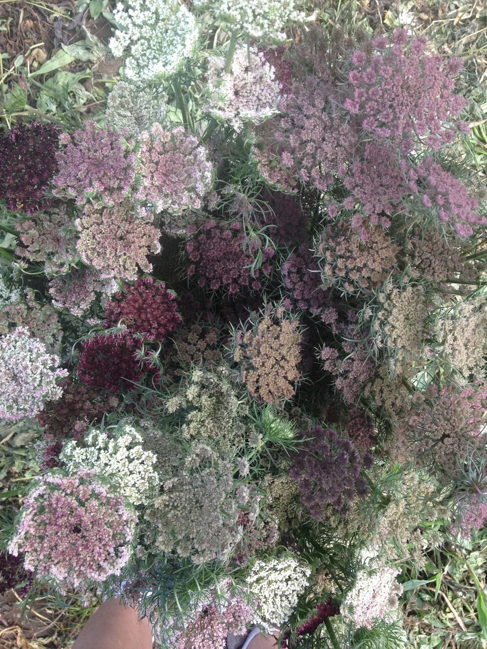 Daucus Growing Guide