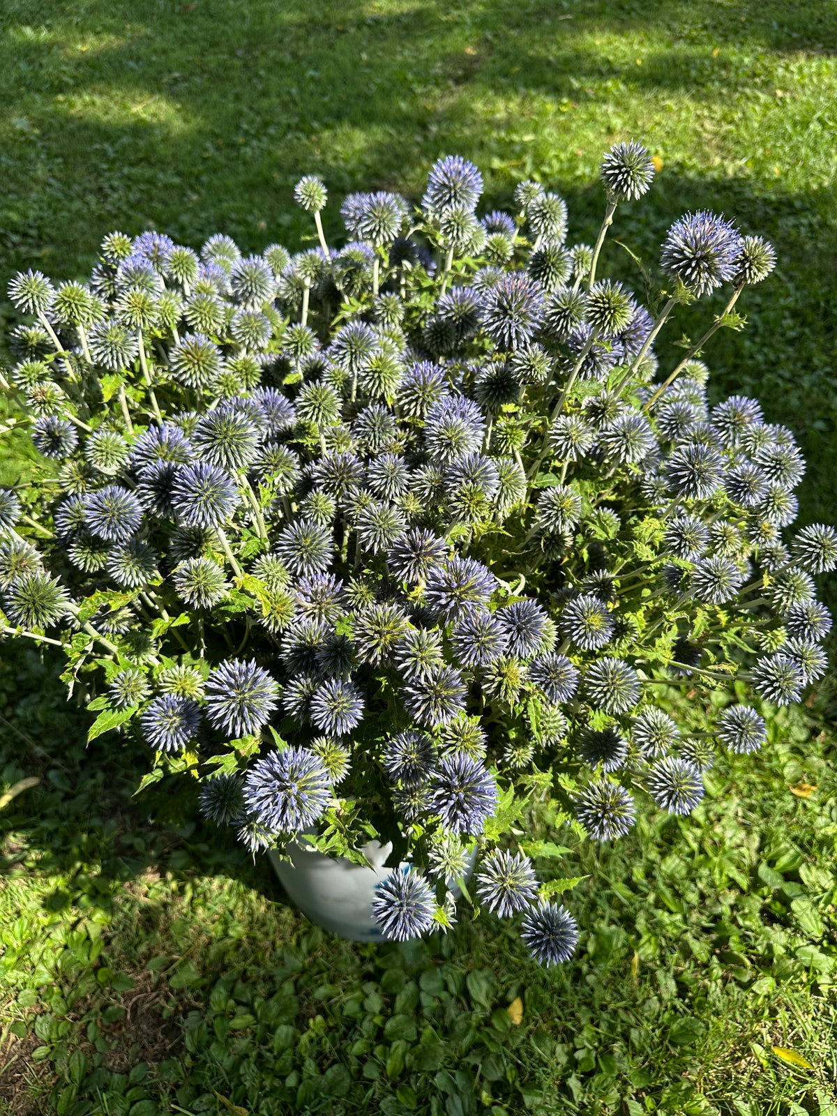 Echinops Growing Guide