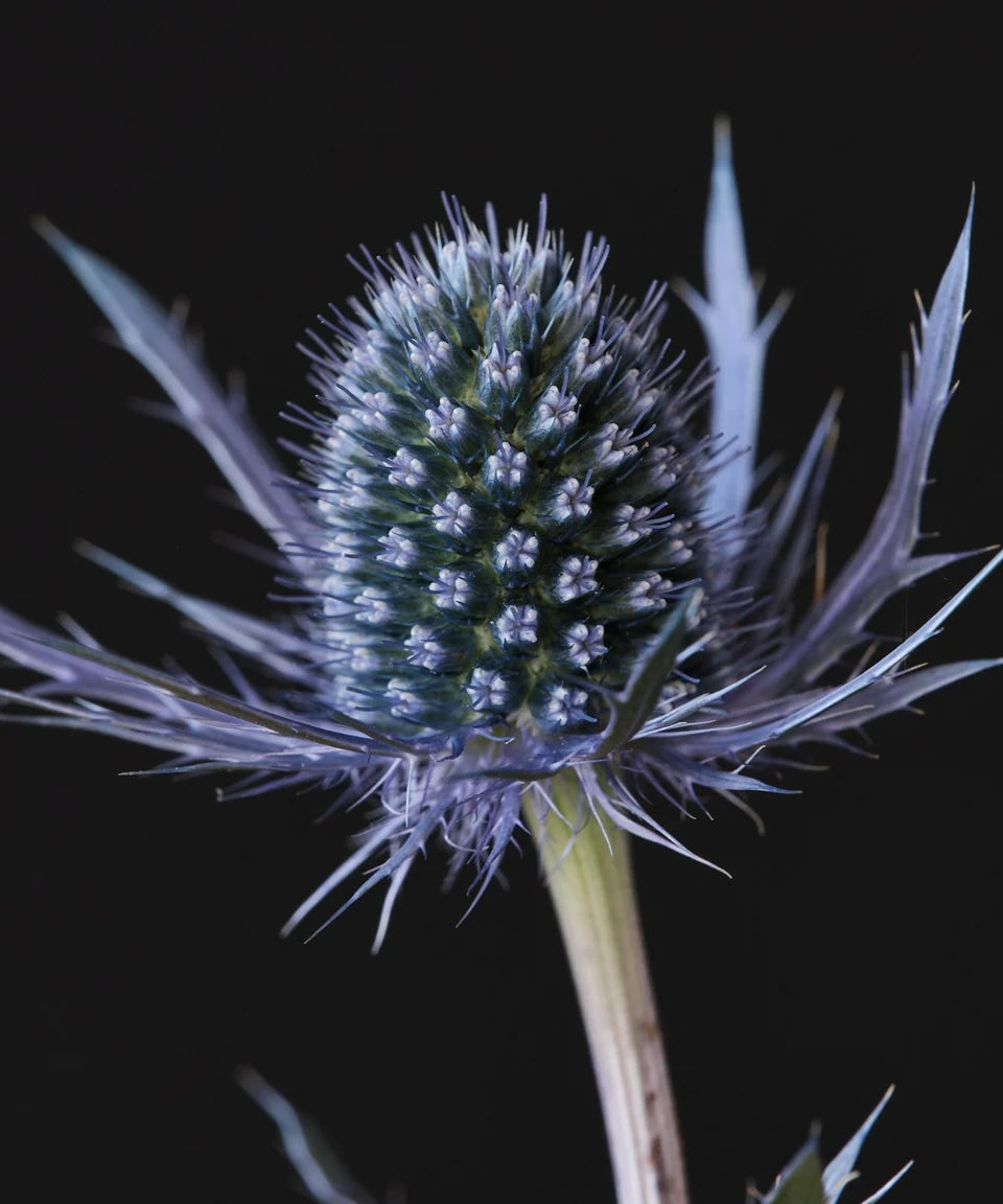 Eryngium Growing Guide