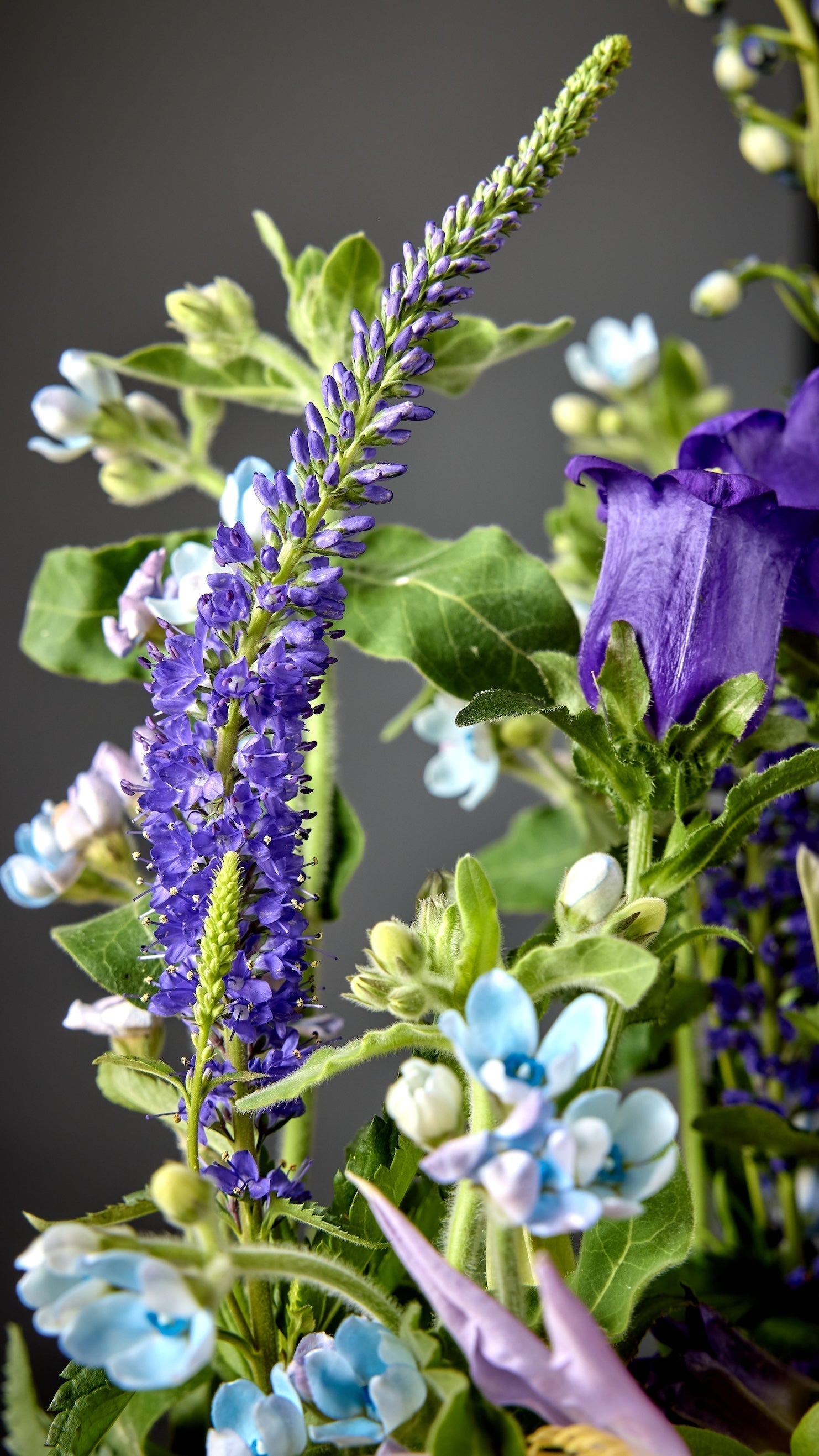 Spring Plug Preview 2026