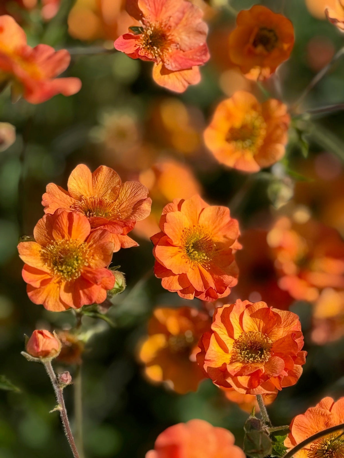 Geum Growing Guide