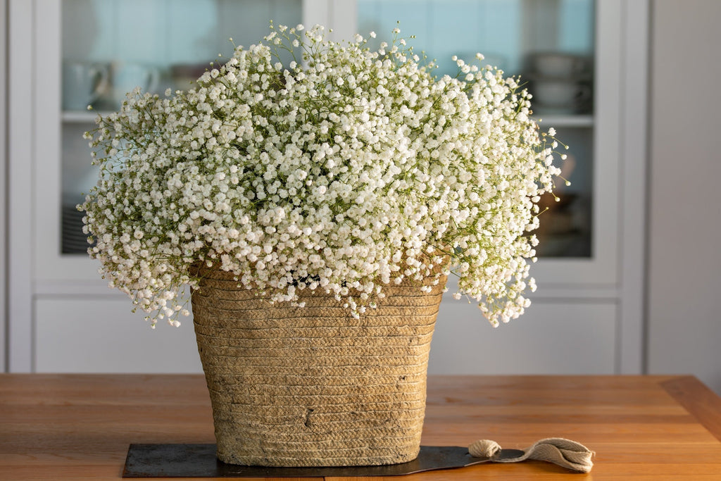 Gypsophila Growing Guide