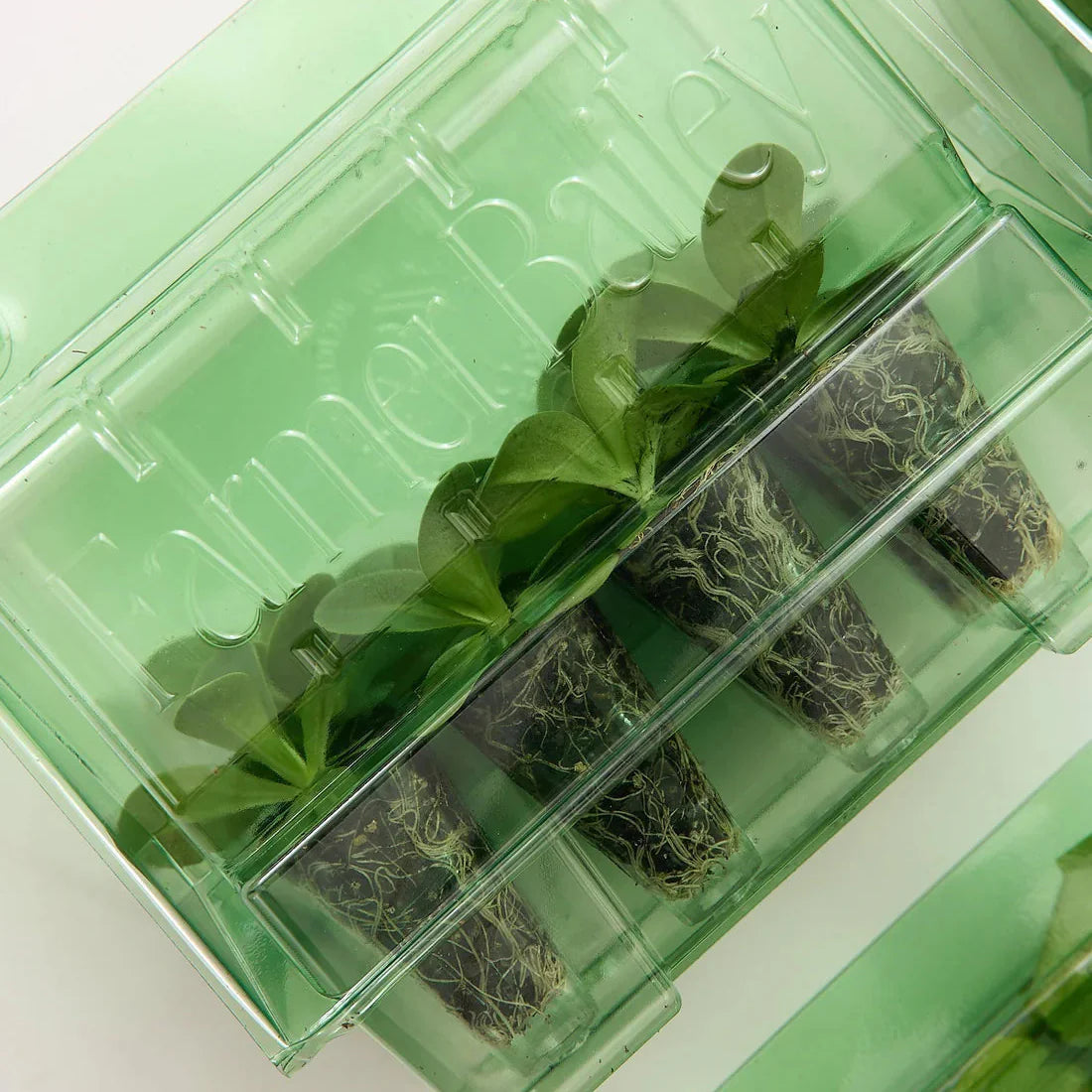 How to Care for Plugs Upon Arrival