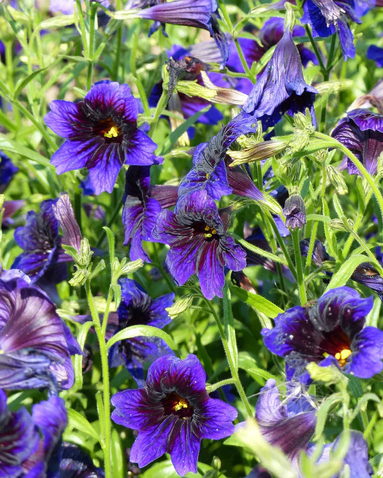 Salpiglossis Growing Guide
