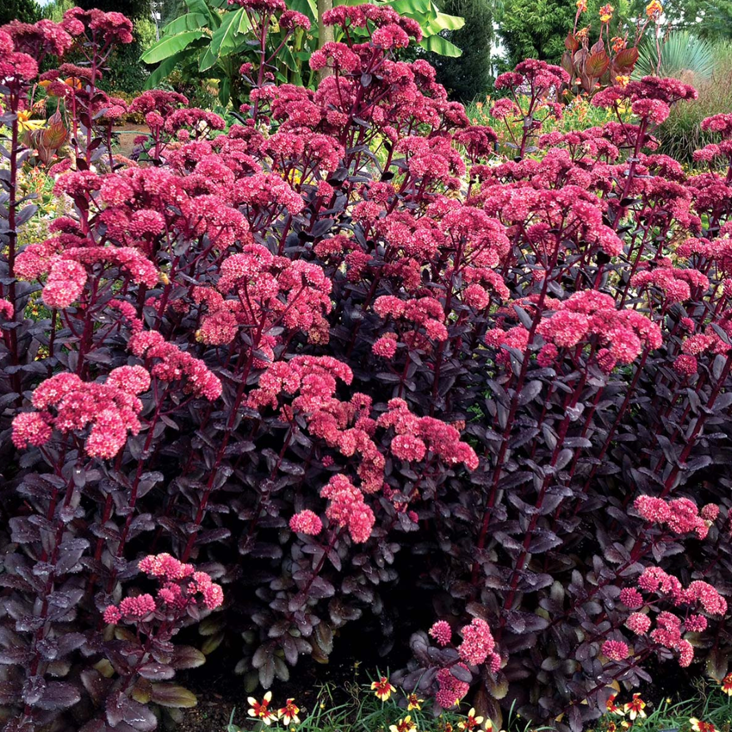 Sedum Growing Guide