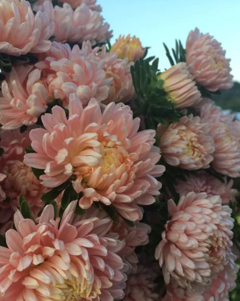 Aster (Annual) Growing Guide