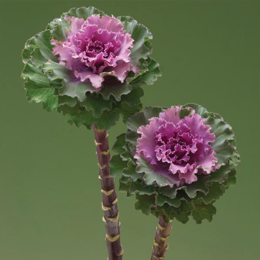Ornamental Kale Growing Guide