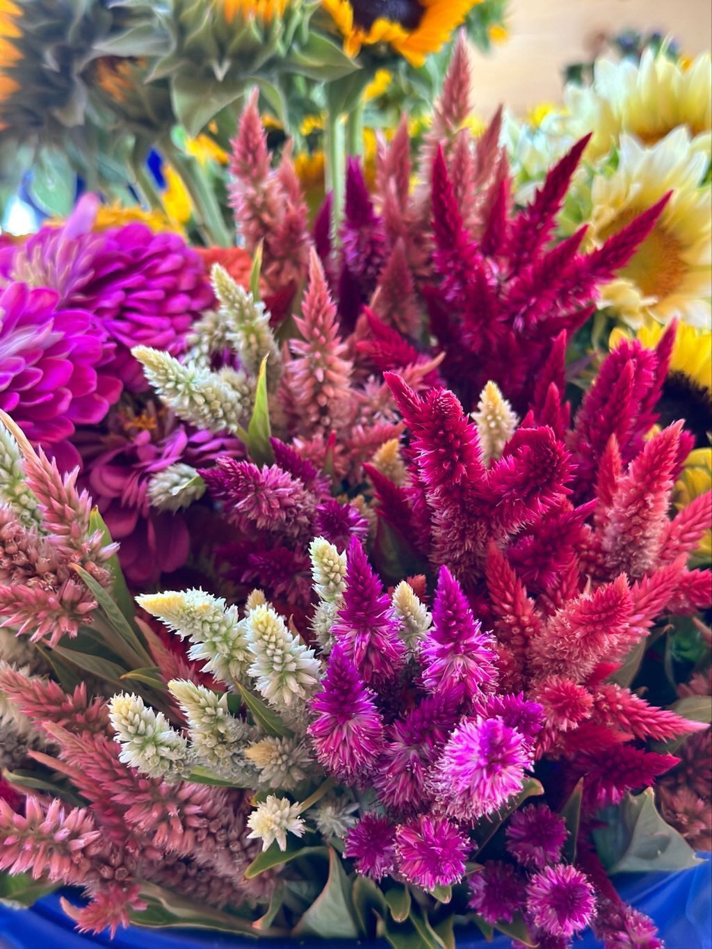Celosia Growing Guide