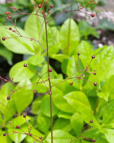 Talinum (Jewels of Opar) Growing Guide