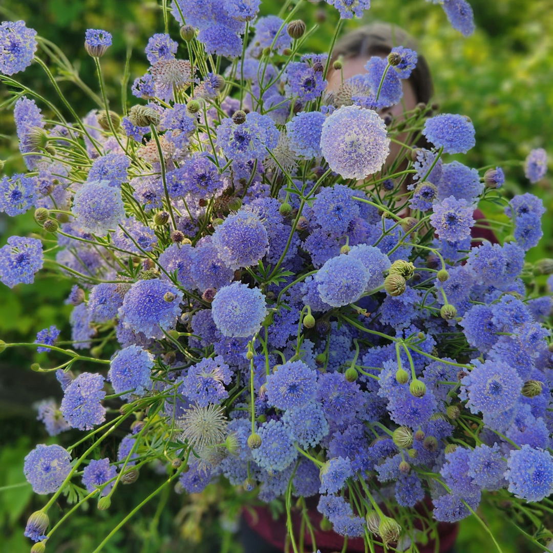 Restocked Plugs for Spring Shipping