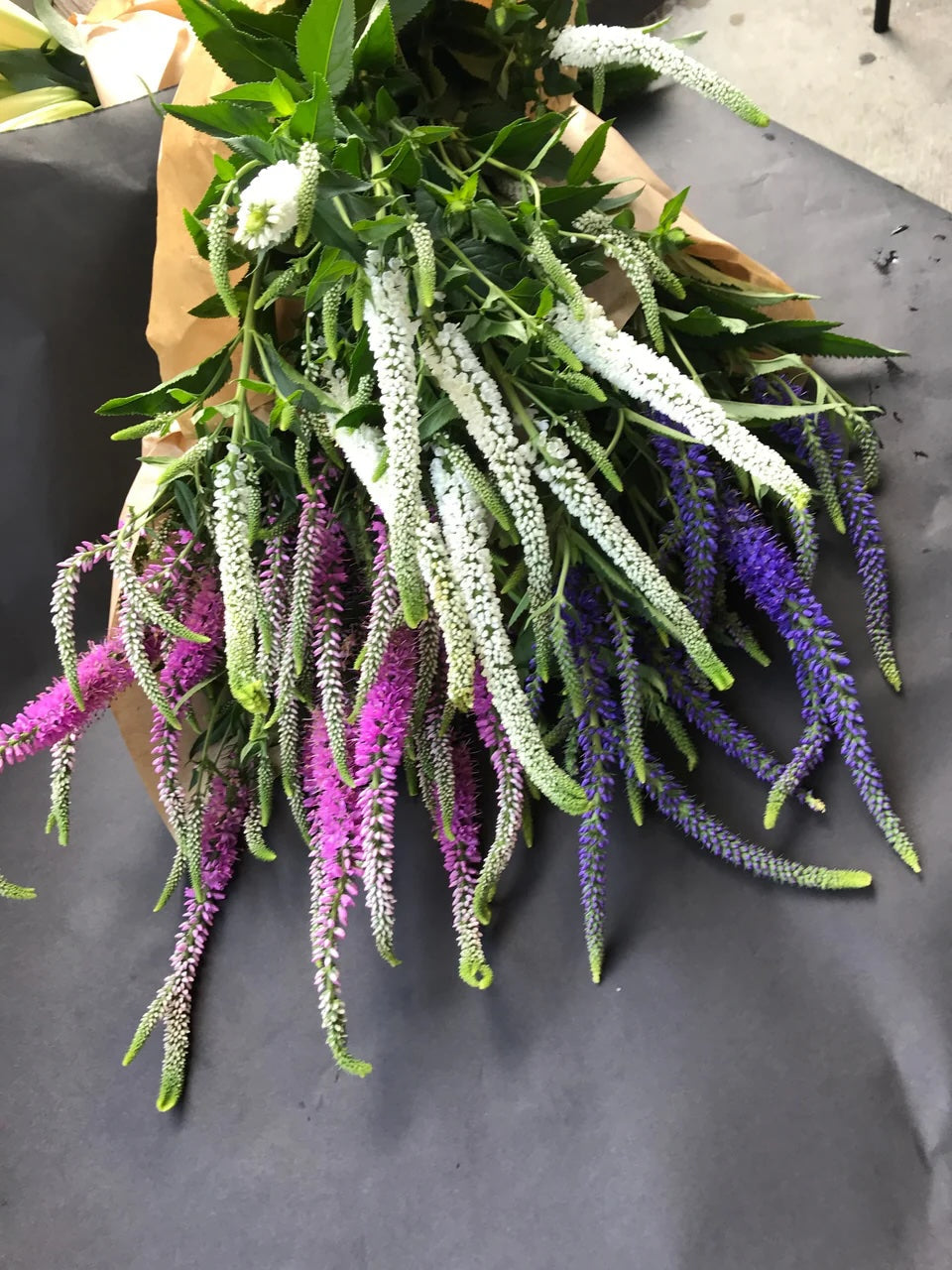 Veronica Growing Guide