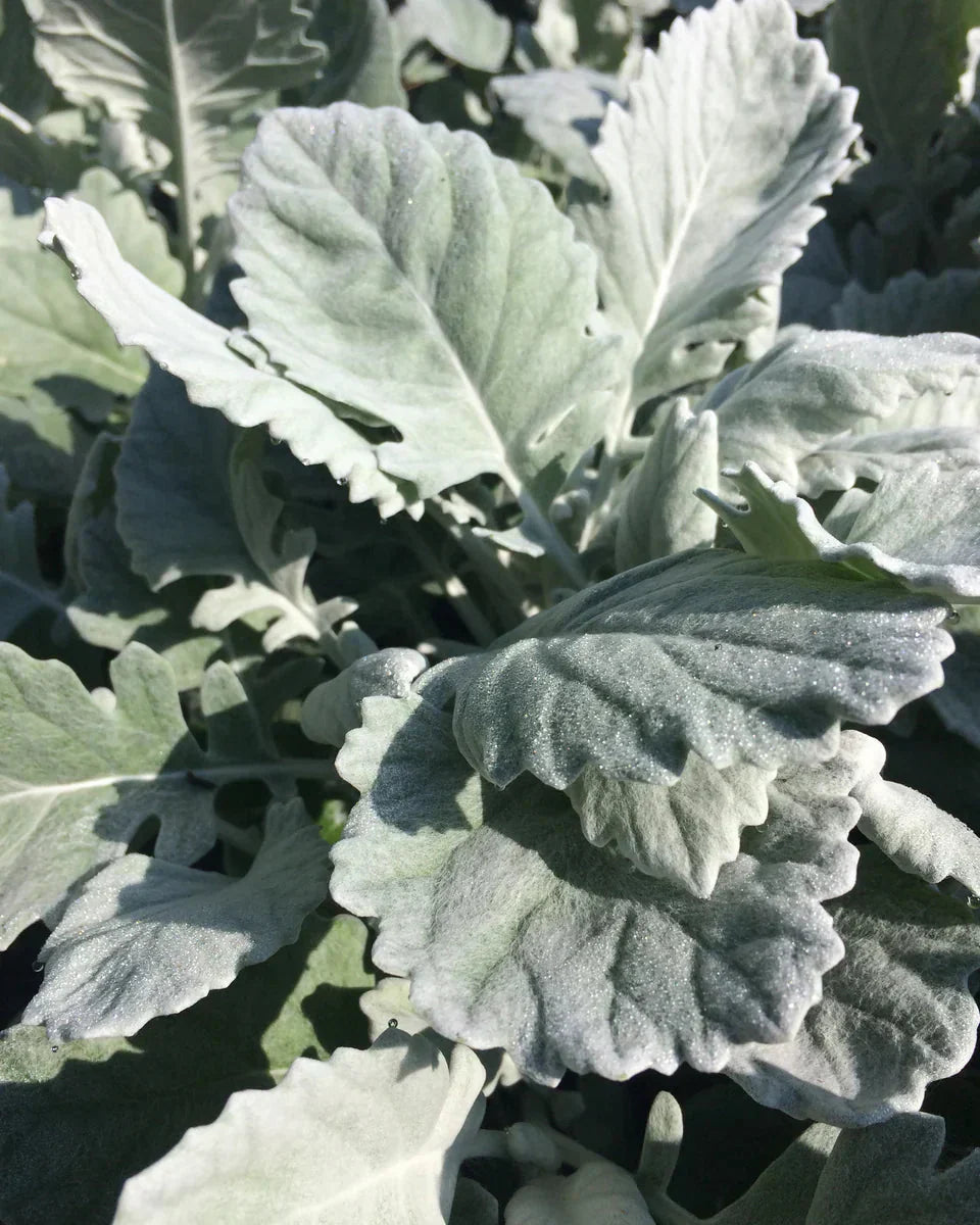 Dusty Miller Growing Guide