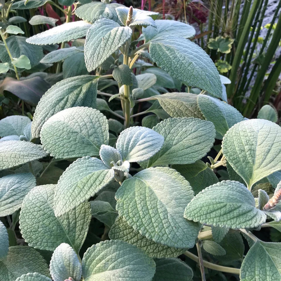 Plectranthus Growing Guide