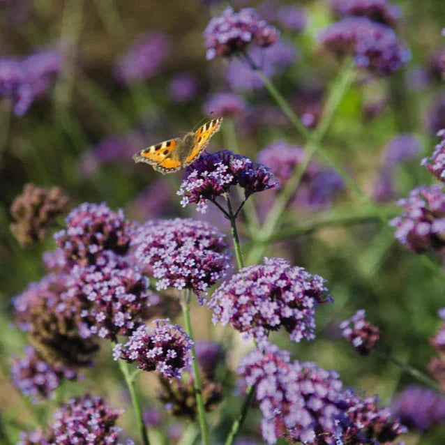 Verbena Growing Guide