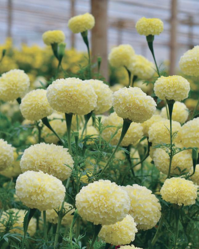 Marigold White Swan (8 plugs)