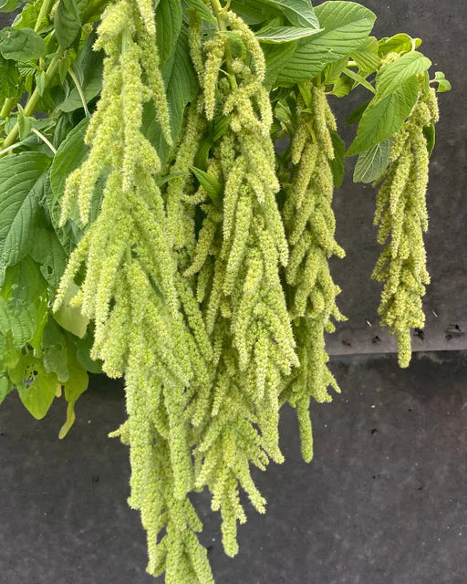 Amaranthus caudatus Green Cascades (8 plugs) Amaranthus caudatus Green Cascades (8 plugs)