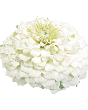 #variety_oklahoma_white