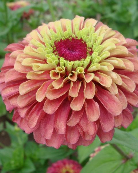 Zinnia Queeny Lime Red