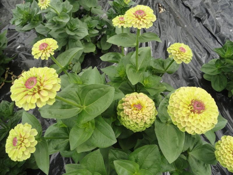 Zinnia Queeny Lime Blotch