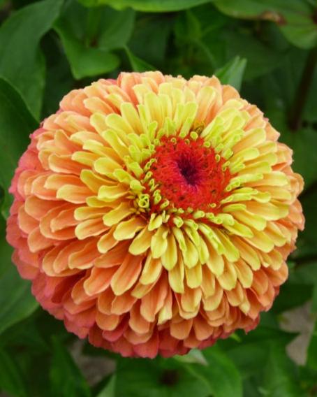 Zinnia Queeny Lime Orange