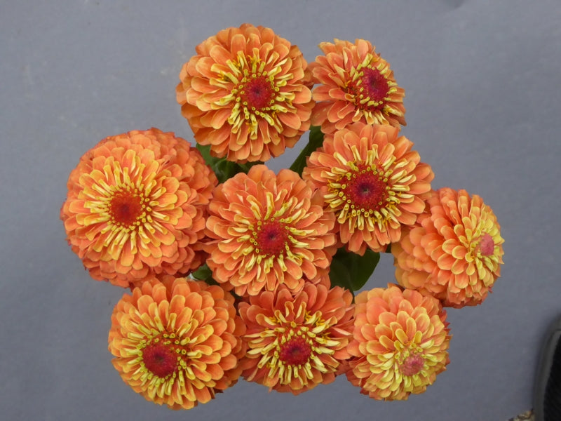 Zinnia Queeny Lime Orange