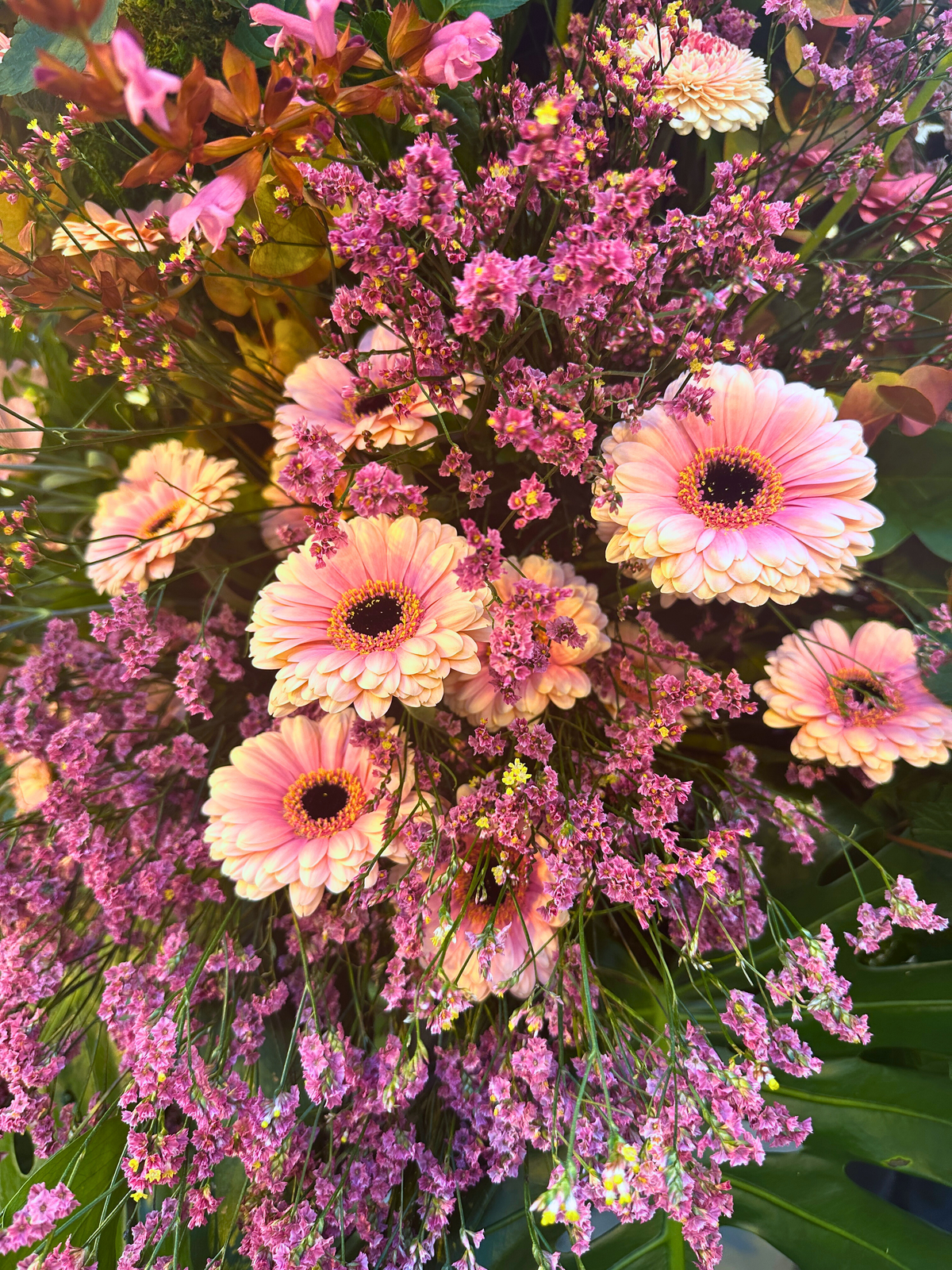 Gerbera Growing Guide