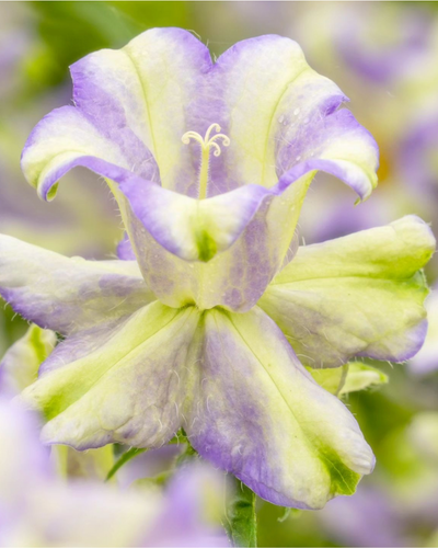 #variety_evergreen_blue_improved