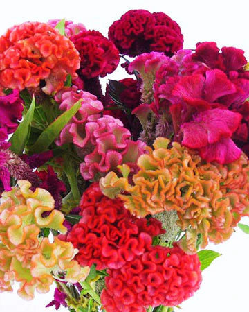 Celosia Supercrest Mix (8 plugs)
