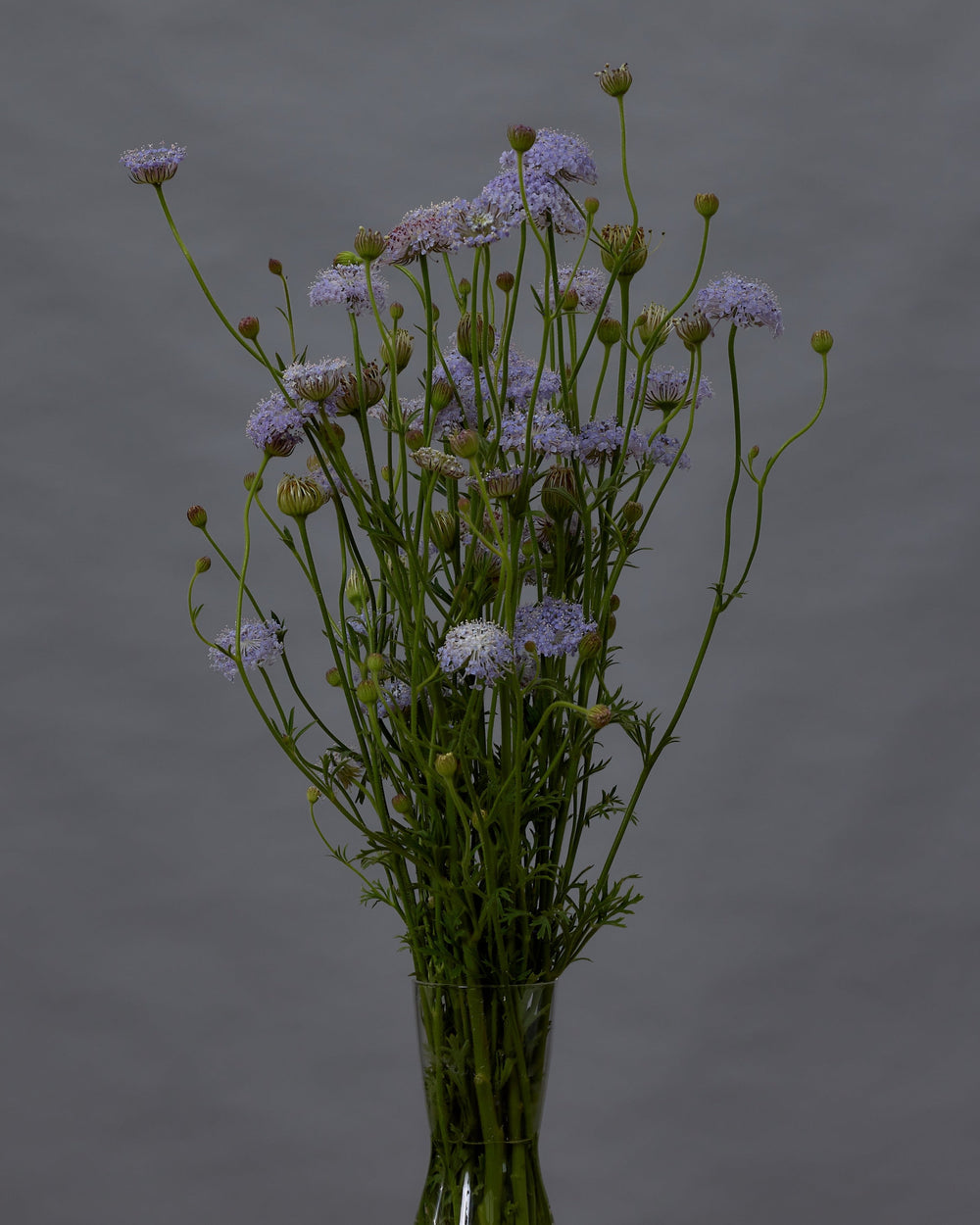 Didiscus Growing Guide