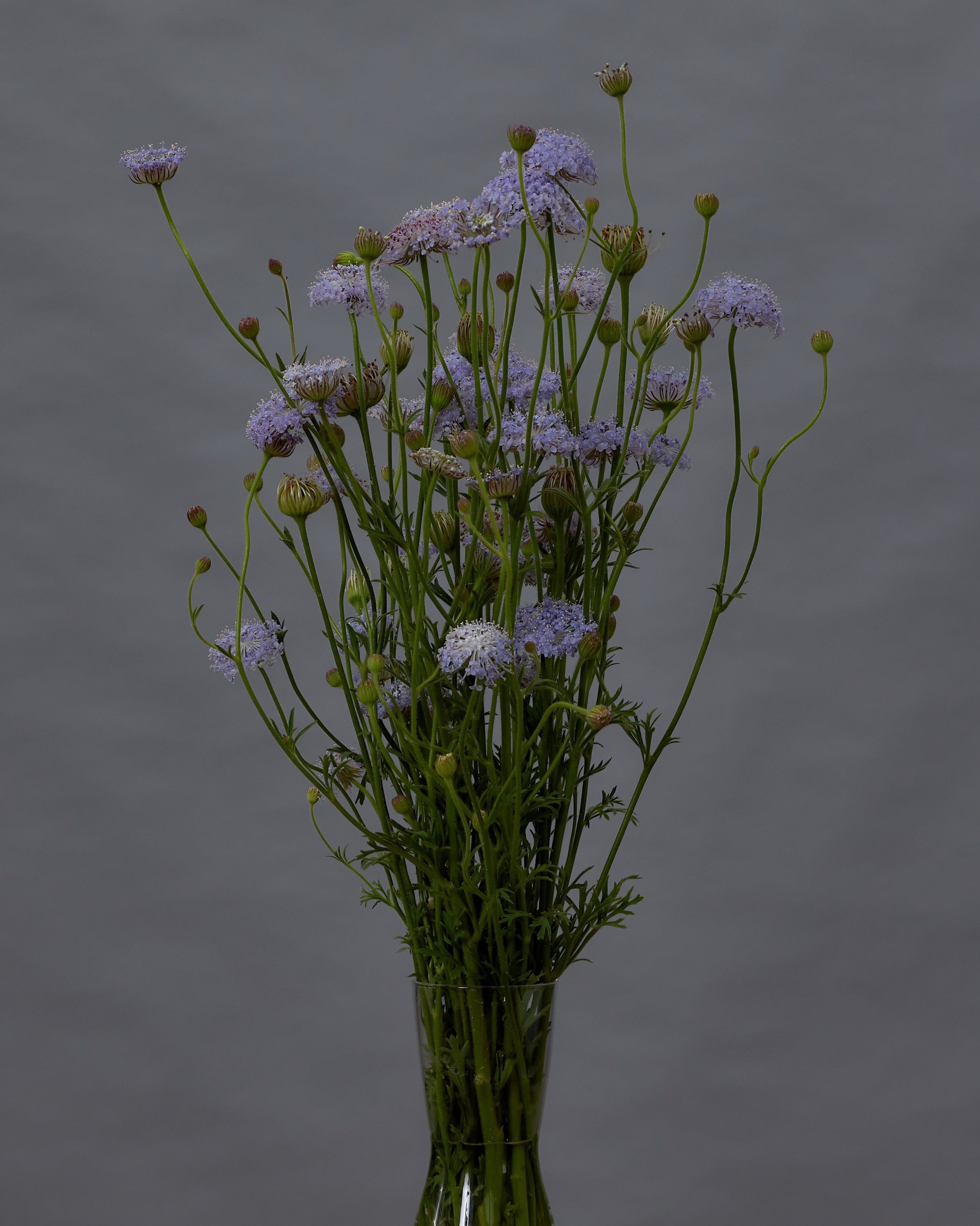 Didiscus Lacy Blue